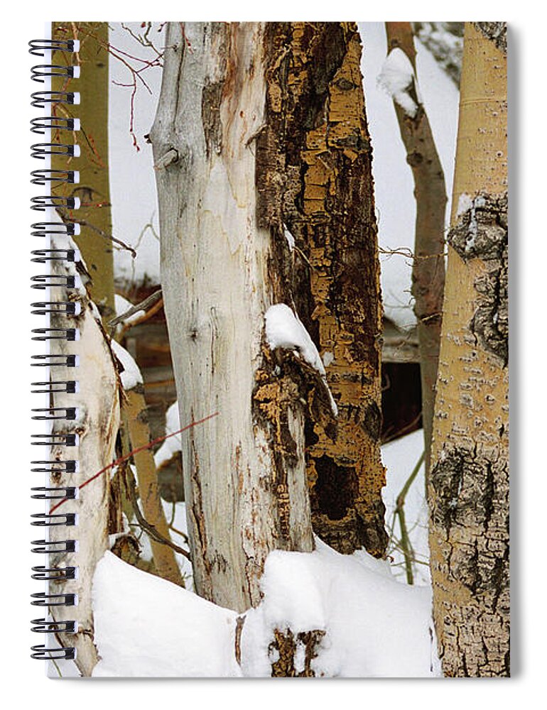 Snow Spiral Notebook featuring the photograph Snow Covered Aspen Bark, Mammoth Lakes, Californa by Bonnie Colgan