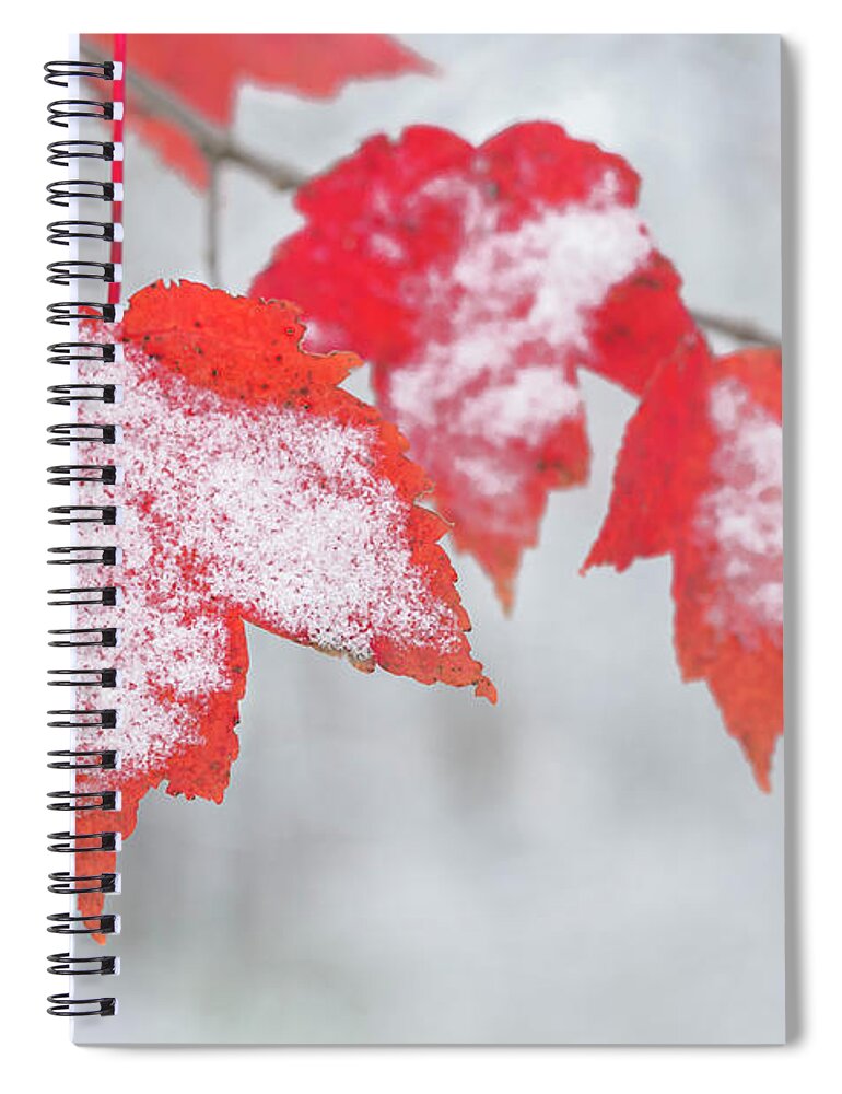 Red Maple Leaves Spiral Notebook featuring the photograph Snow Covered Red Maple Leaves by Tamara Becker
