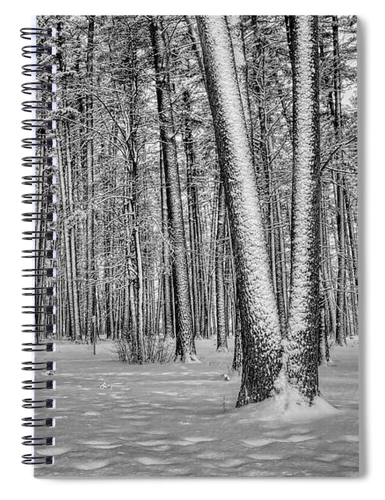 Winter Spiral Notebook featuring the photograph Snow Covered White Pine Trees by Dale Kauzlaric