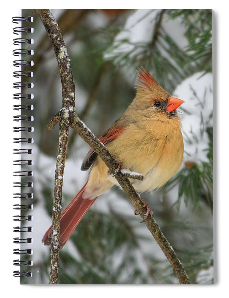 Cardinal Spiral Notebook featuring the photograph Snow Day Lady Cardinal Horizontal by Lara Ellis