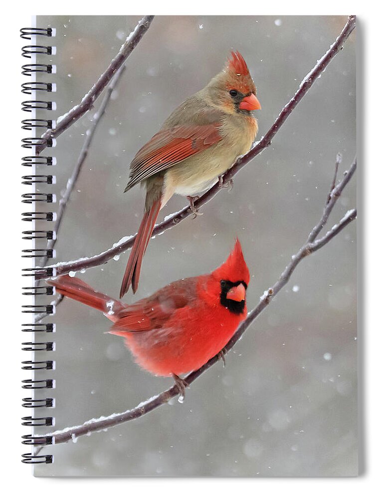 Snow Spiral Notebook featuring the photograph Snow Day by Mindy Musick King