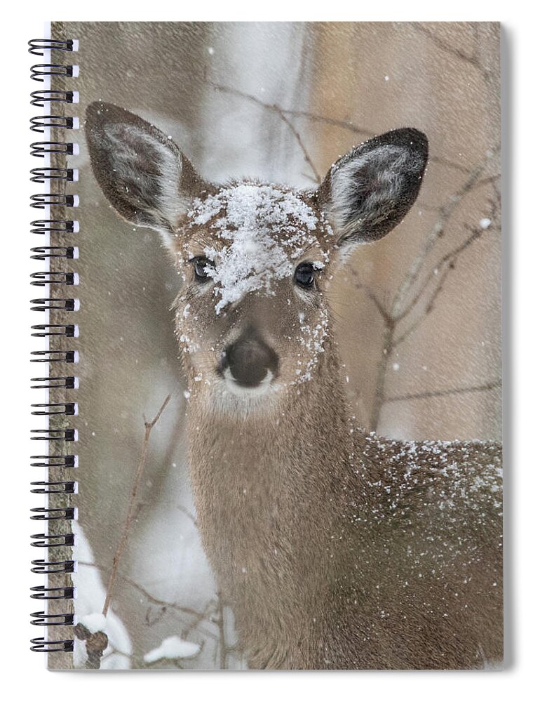 Whitetail Deer Spiral Notebook featuring the photograph Snow Deer by Jaki Miller