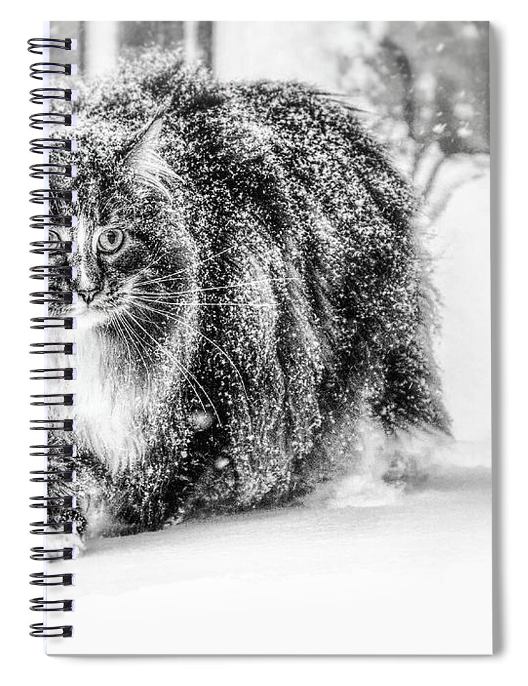 Cat Spiral Notebook featuring the photograph Snow experience by Jaroslav Buna