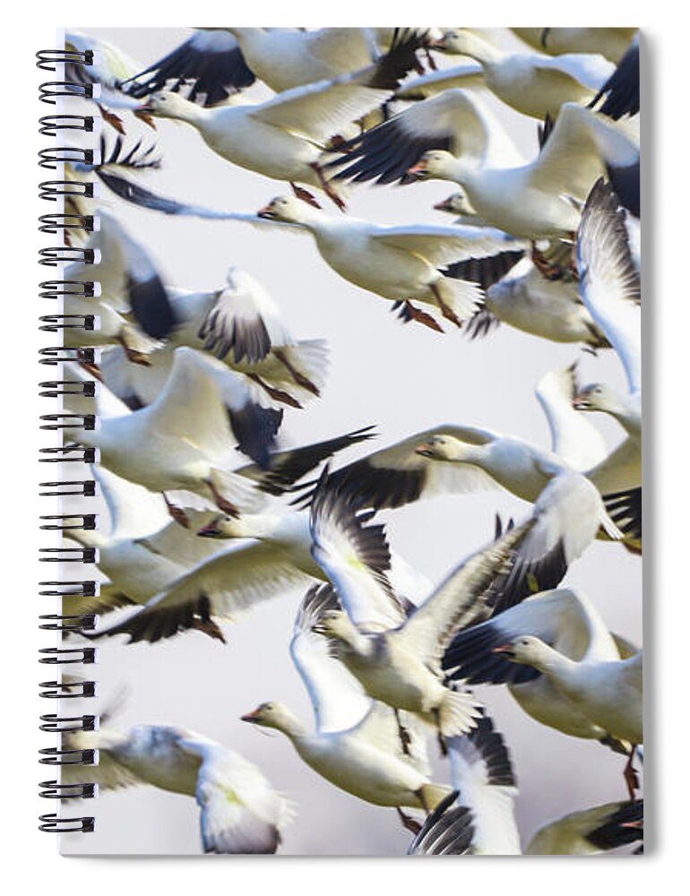 Snow Spiral Notebook featuring the photograph Snow geese galore by Tahmina Watson