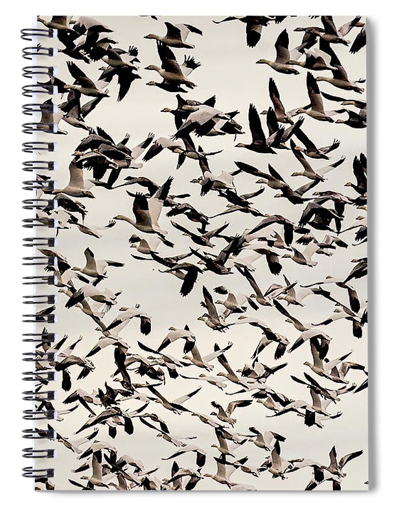 Birds Spiral Notebook featuring the photograph Snow Geese by Minnie Gallman