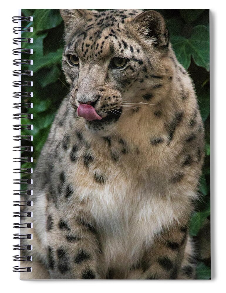 Zoo Boise Spiral Notebook featuring the photograph Snow Leopard 1 by Melissa Southern
