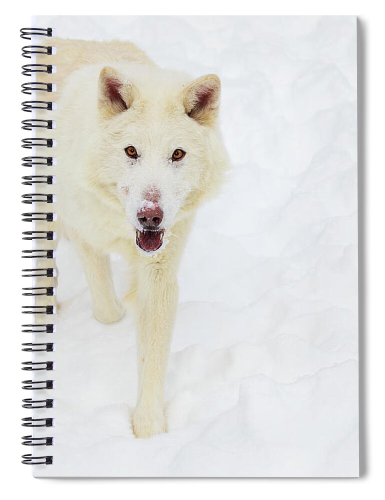Wolf Spiral Notebook featuring the photograph Snow Walker by Art Cole