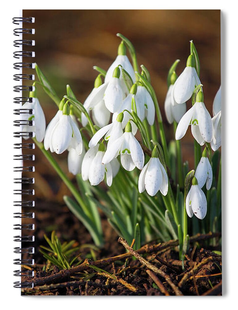 Snowdrops Spiral Notebook featuring the photograph Snowdrops by Tom Holmes Photography