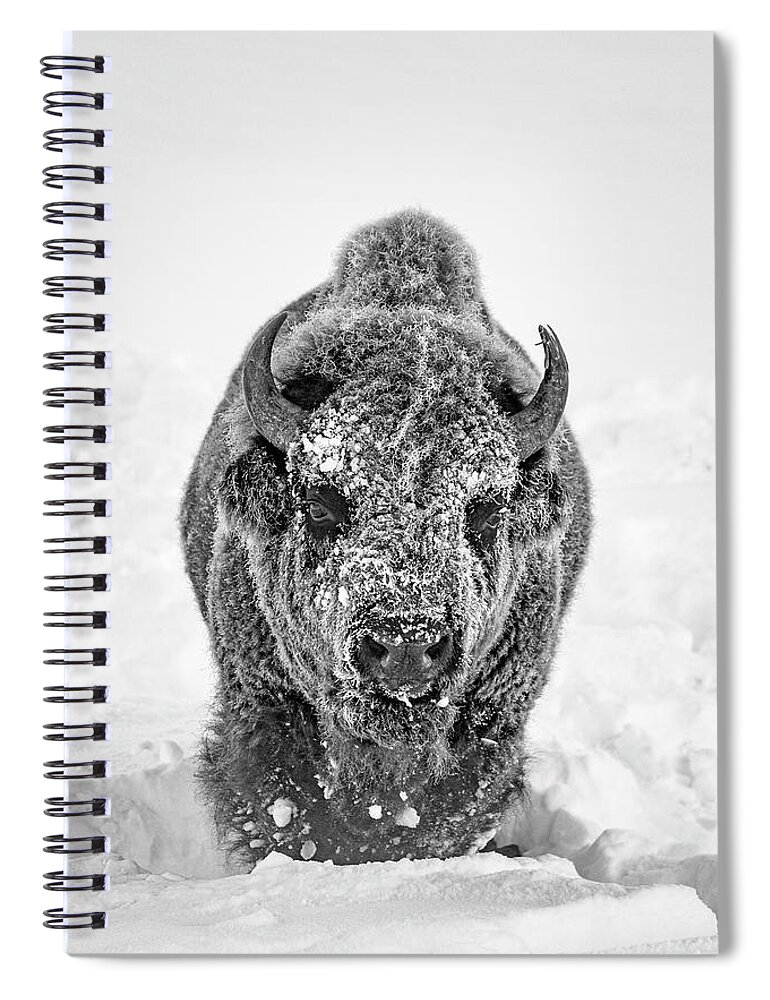 Bison Spiral Notebook featuring the photograph Snowy Bison by D Robert Franz