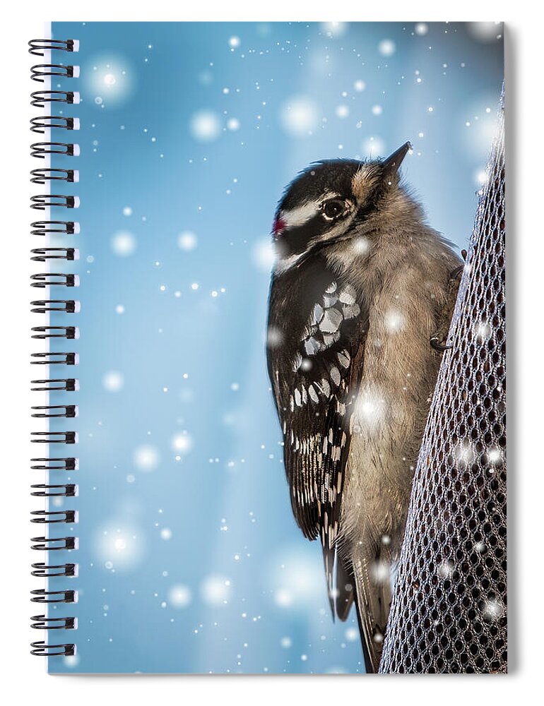 Woodpecker Spiral Notebook featuring the photograph Snowy Downy Woodpecker by Patti Deters