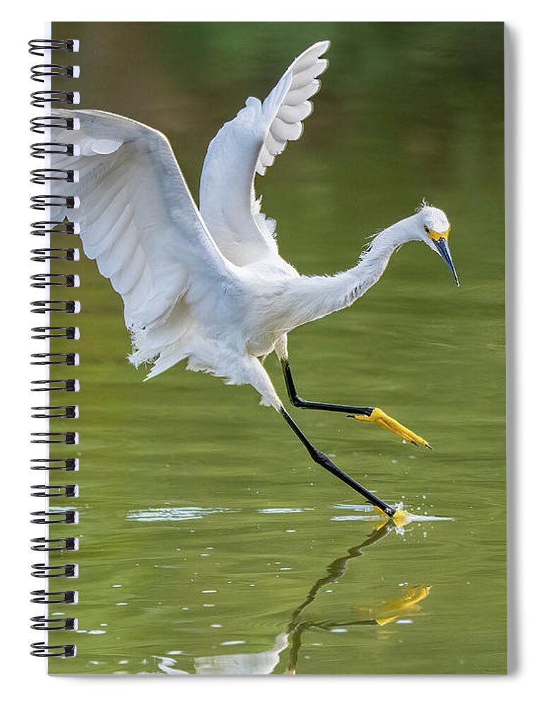 Snowy Egret Spiral Notebook featuring the photograph Snowy Egret 1653-062622-2 by Tam Ryan