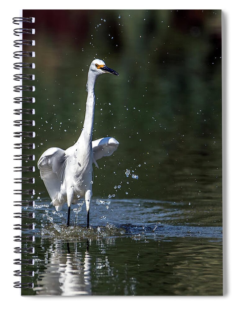 Snowy Egret Spiral Notebook featuring the photograph Snowy Egret 4872-101620-2 by Tam Ryan