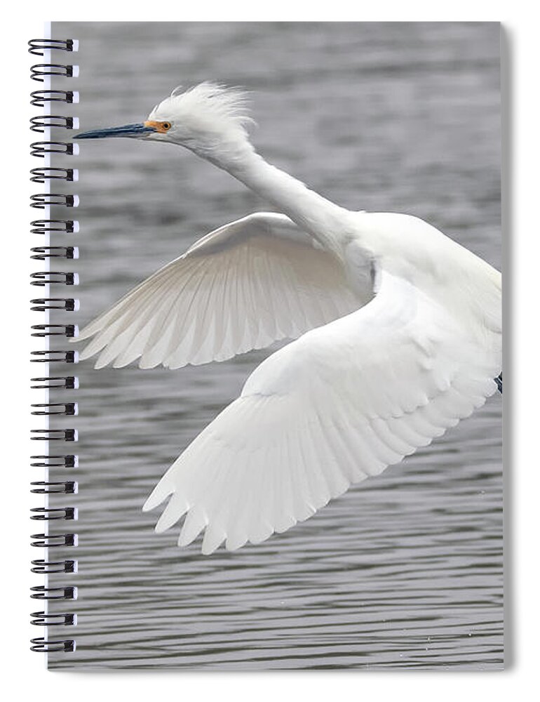 Snowy Egret Spiral Notebook featuring the photograph Snowy Egret 8656-012621-2 by Tam Ryan