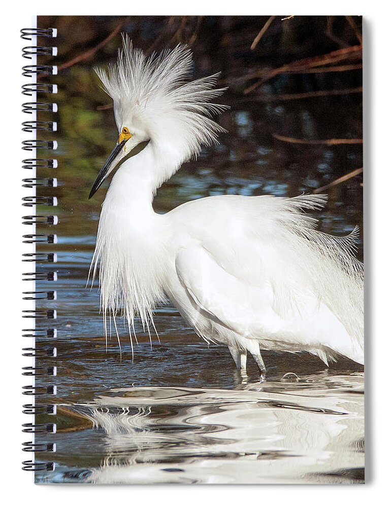 Snowy Egret Spiral Notebook featuring the photograph Snowy Egret and Cormorant 4192-011320-3 by Tam Ryan
