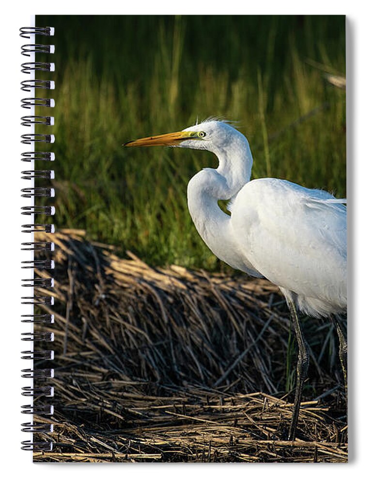 Snowy Egret Spiral Notebook featuring the photograph Snowy Egret by Denise Kopko
