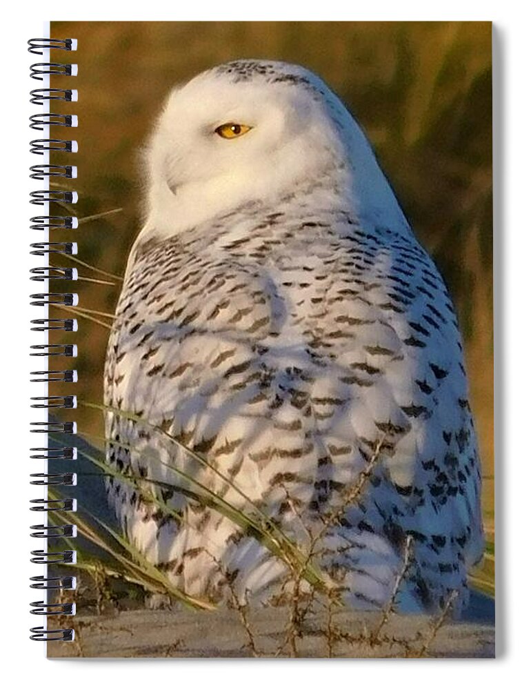 - Snowy Owl 2 Spiral Notebook featuring the photograph - Snowy Owl 2 by THERESA Nye