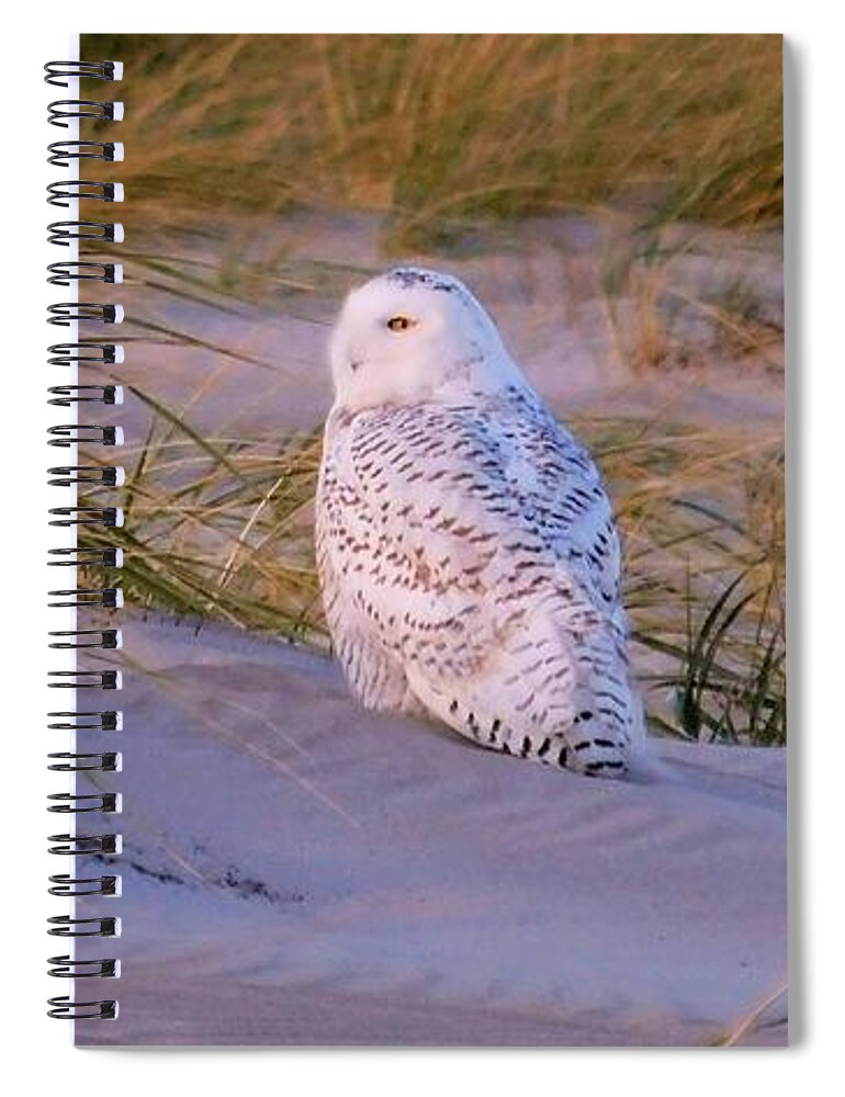 - Snowy Owl Spiral Notebook featuring the photograph - Snowy Owl by THERESA Nye