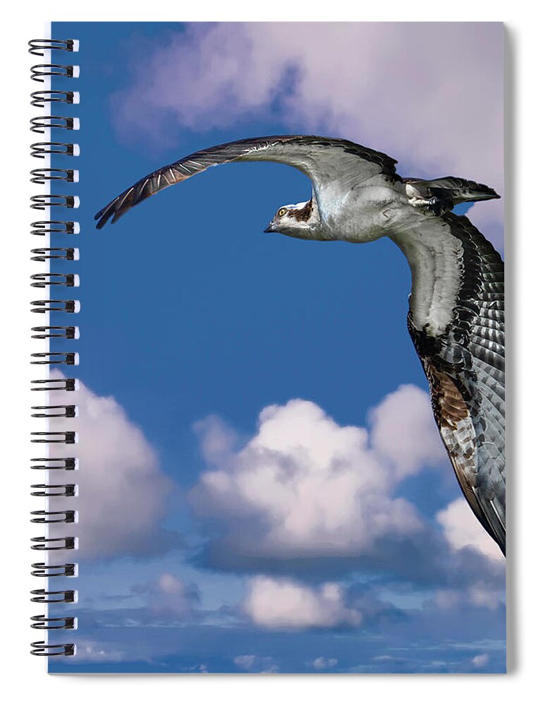 Backyard Spiral Notebook featuring the photograph Soaring Osprey by Larry Marshall