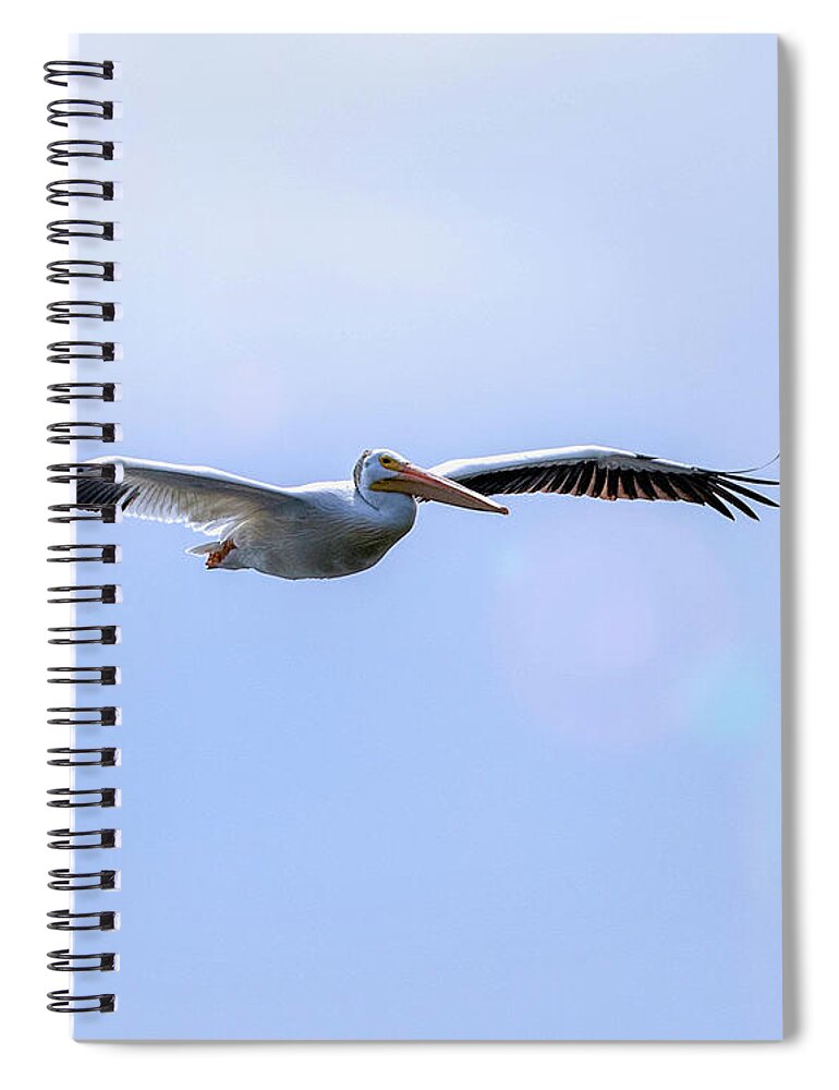 Pelican Spiral Notebook featuring the photograph Soaring Pelican by Shirley Dutchkowski