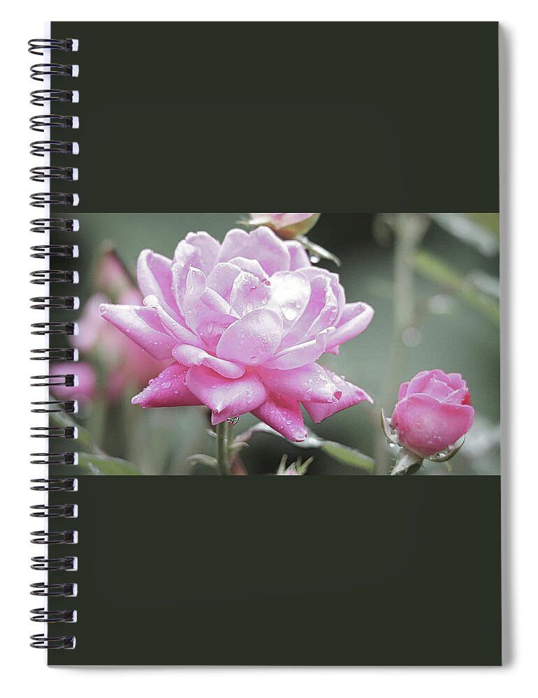 Pink Spiral Notebook featuring the photograph Soft Focus Pink Rose by Scott Burd