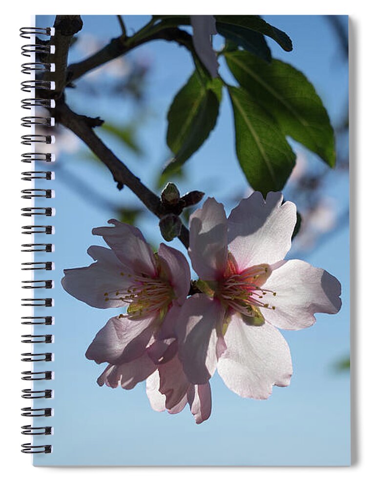 Almond Blossom Spiral Notebook featuring the photograph Soft pink petals and almond blossom in Spain by Adriana Mueller