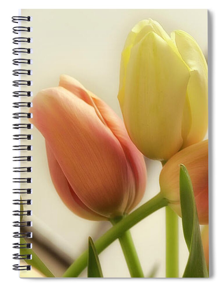Yellow And Orange Tulips Spiral Notebook featuring the photograph Soft Tulips by Wolfgang Stocker