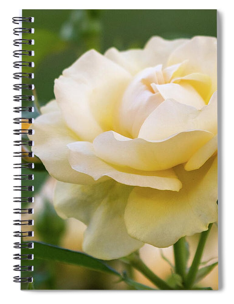 Rose Spiral Notebook featuring the photograph Soft Yellow Rose by Lorraine Cosgrove