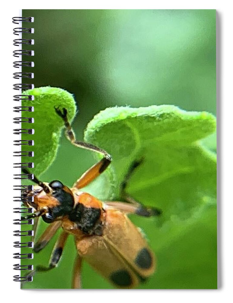 Beetle Spiral Notebook featuring the photograph Soldier Beetle by Catherine Wilson