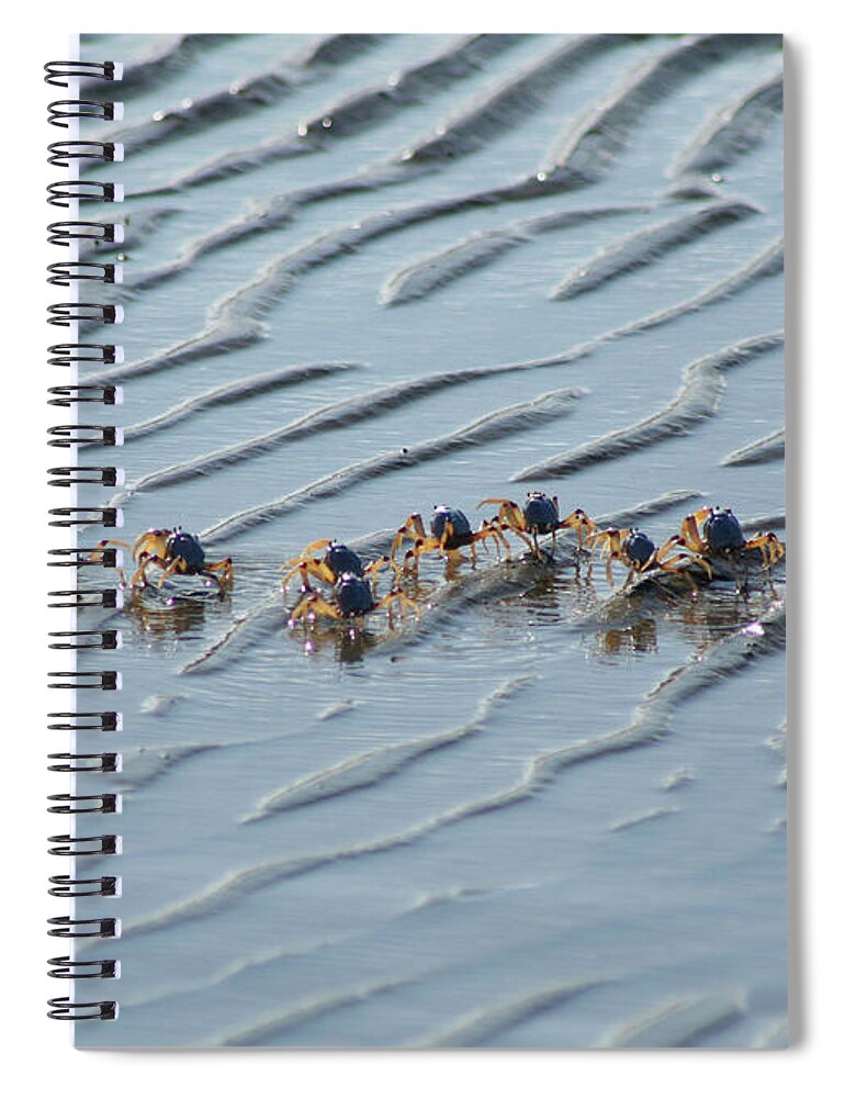 Animals Spiral Notebook featuring the photograph Soldier Crabs Marching on Mud Flats by Maryse Jansen