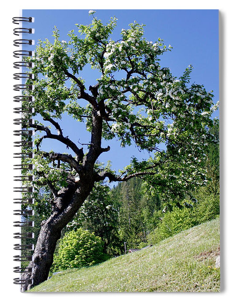 Canada Spiral Notebook featuring the photograph Solid As A Tree by Wilko van de Kamp Fine Photo Art