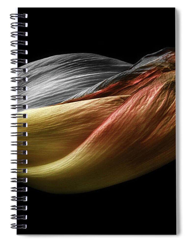 Tulip Spiral Notebook featuring the photograph Solo para ti by Mehran Akhzari