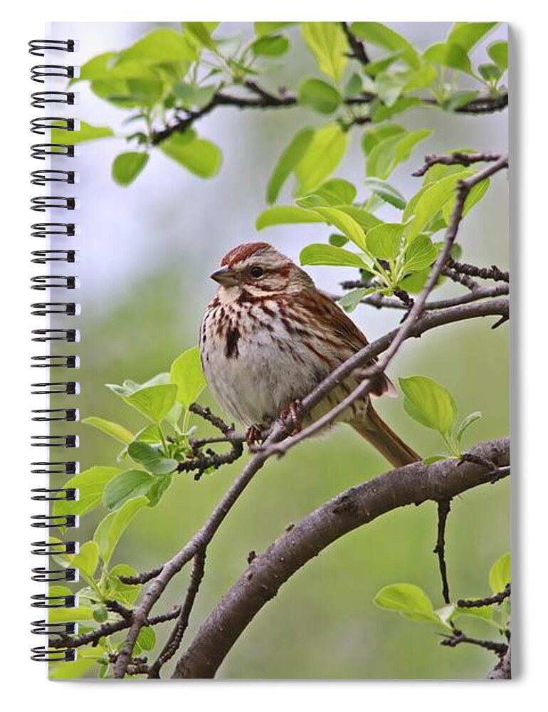 Sparrows Spiral Notebook featuring the photograph Song Sparrow in Spring by Marlin and Laura Hum