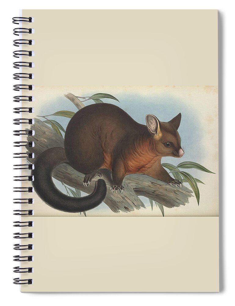 Australia Spiral Notebook featuring the drawing Sooty Opossum by John Gould