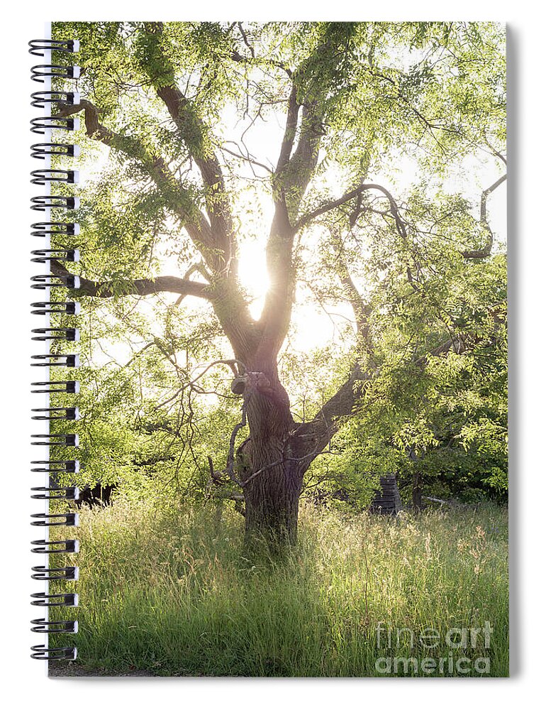 Sophora Spiral Notebook featuring the photograph Sophora Japonica, Great Dixter by Perry Rodriguez