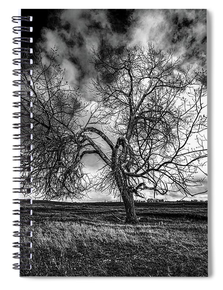 Tree Spiral Notebook featuring the photograph South Monochrome by Darcy Dietrich