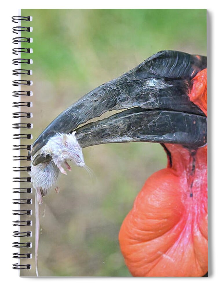 Bird Spiral Notebook featuring the photograph Southern Ground Hornbill by Ed Stokes