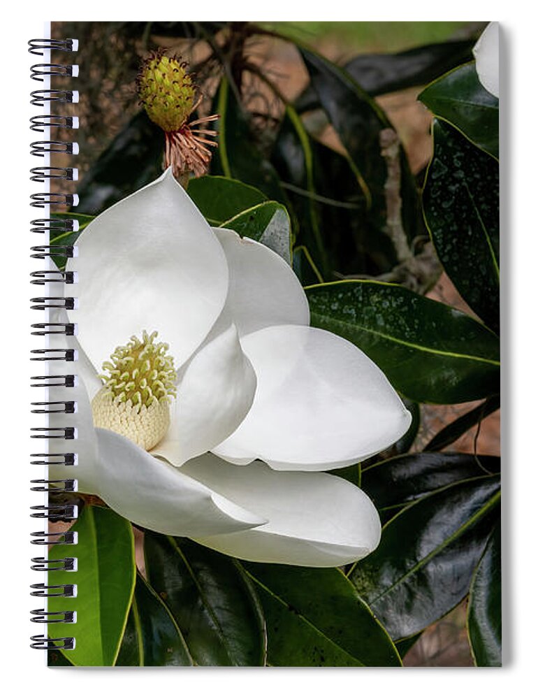 Southern Magnolia Spiral Notebook featuring the photograph Southern Magnolia Flower by Bradford Martin