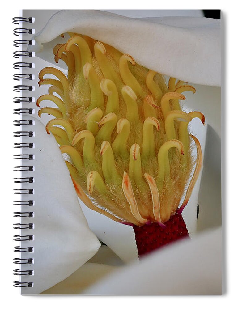 Magnolia Spiral Notebook featuring the photograph Southern Magnolia in the Evening by L Bosco