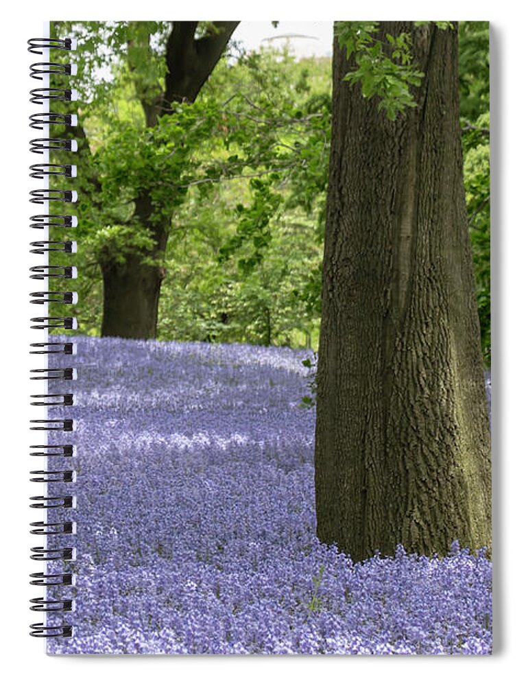 Flower Spiral Notebook featuring the photograph Spanish Bluebells 8 by Dawn Cavalieri