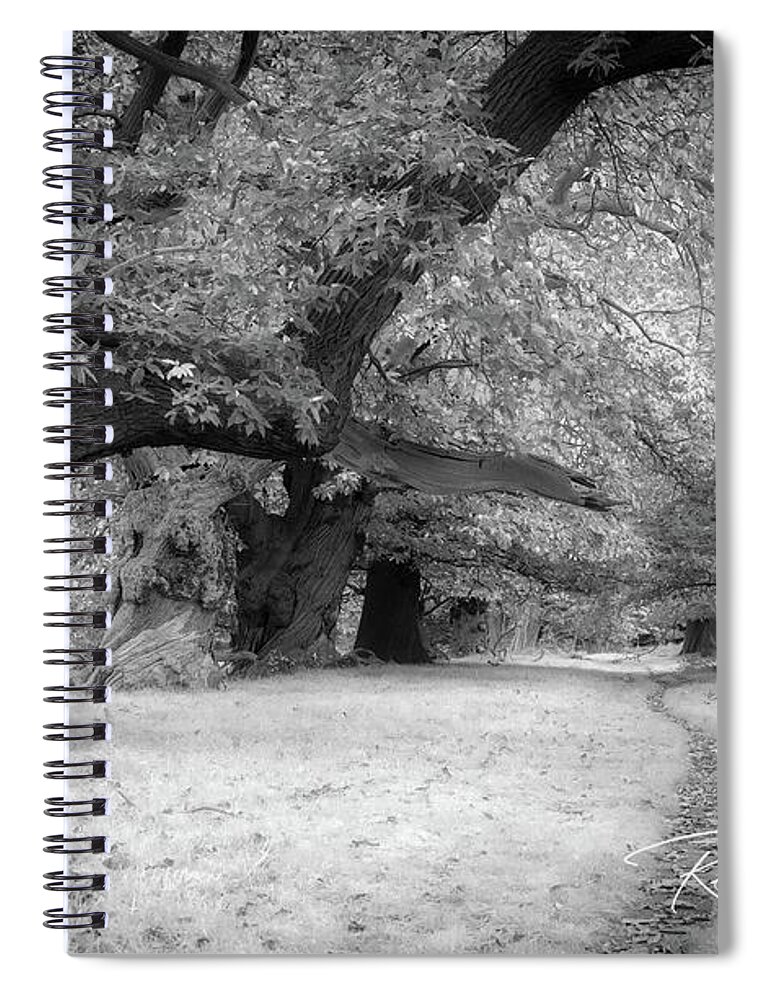 Trees Spiral Notebook featuring the photograph Spanish chestnut alley by Remigiusz MARCZAK