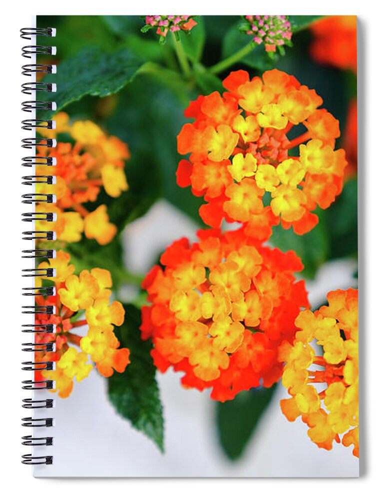 Spanish Flag Spiral Notebook featuring the photograph Spanish flag by Gary Browne