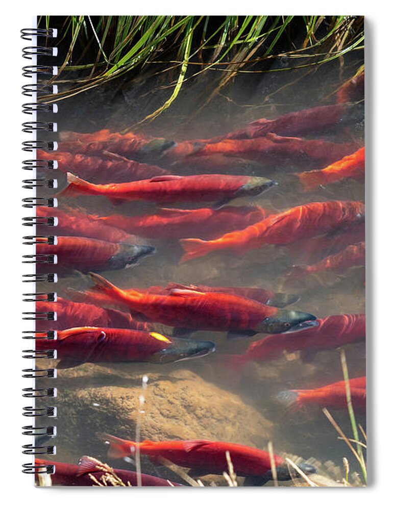 Salmon Spiral Notebook featuring the photograph Spawning School by Wesley Aston