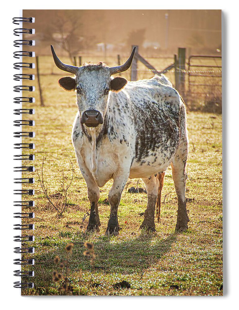 Cute Spiral Notebook featuring the photograph Speckle Park Cow by Kristia Adams