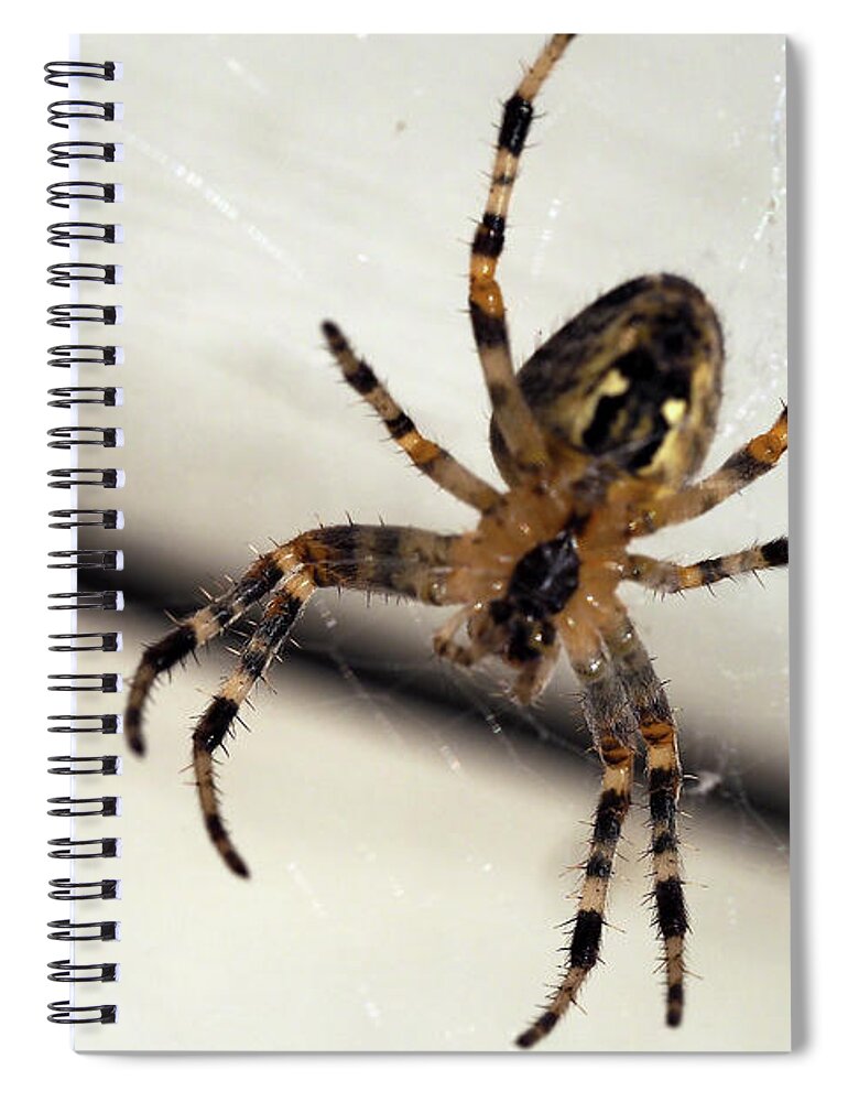 Spider Spiral Notebook featuring the painting Spider casting shadow by Sv Bell