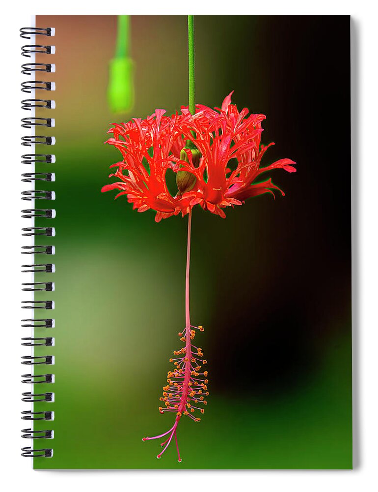 Nature Spiral Notebook featuring the photograph Spider Hibiscus or Coral Hibiscus DTHN0403 by Gerry Gantt