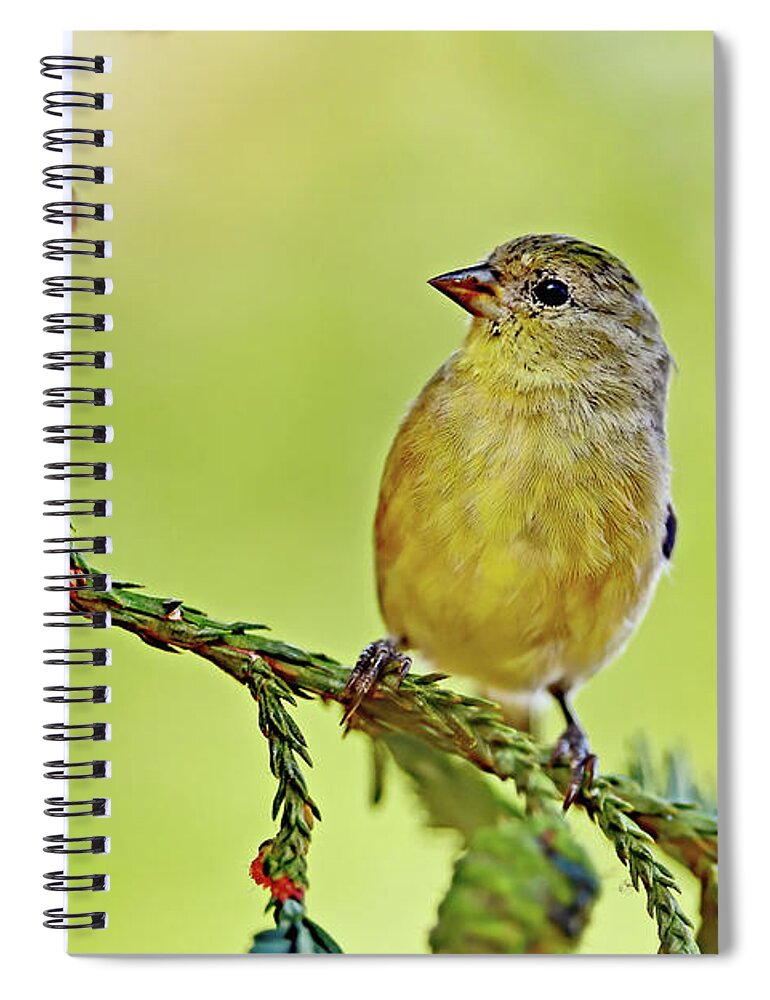 Spinus Psaltria Spiral Notebook featuring the photograph Spinus psaltria aka Lesser Goldfinch by Amazing Action Photo Video
