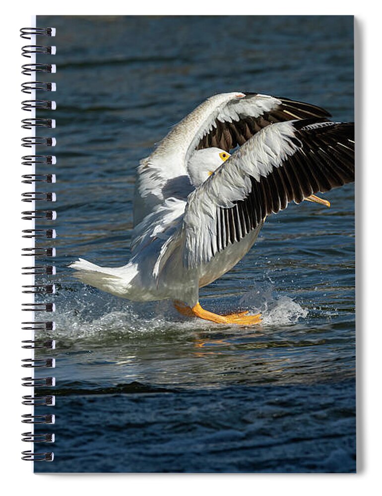 American White Pelican Spiral Notebook featuring the photograph Splash Down 2016 by Thomas Young