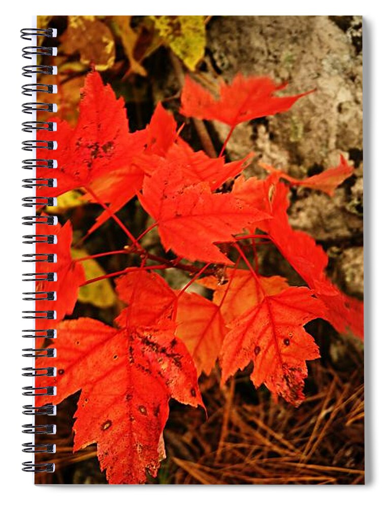 Landscape Spiral Notebook featuring the photograph Splash of Autumn by Larry Ricker