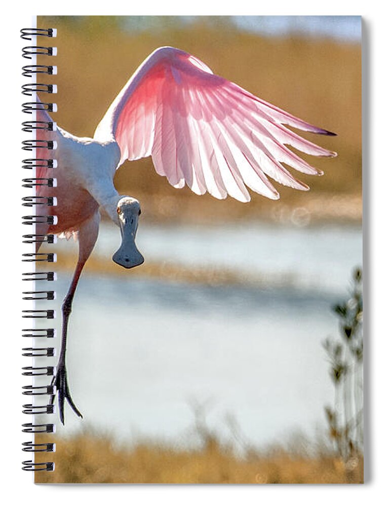 Landing Spiral Notebook featuring the photograph Spoonbill Coming Down by Dorothy Cunningham
