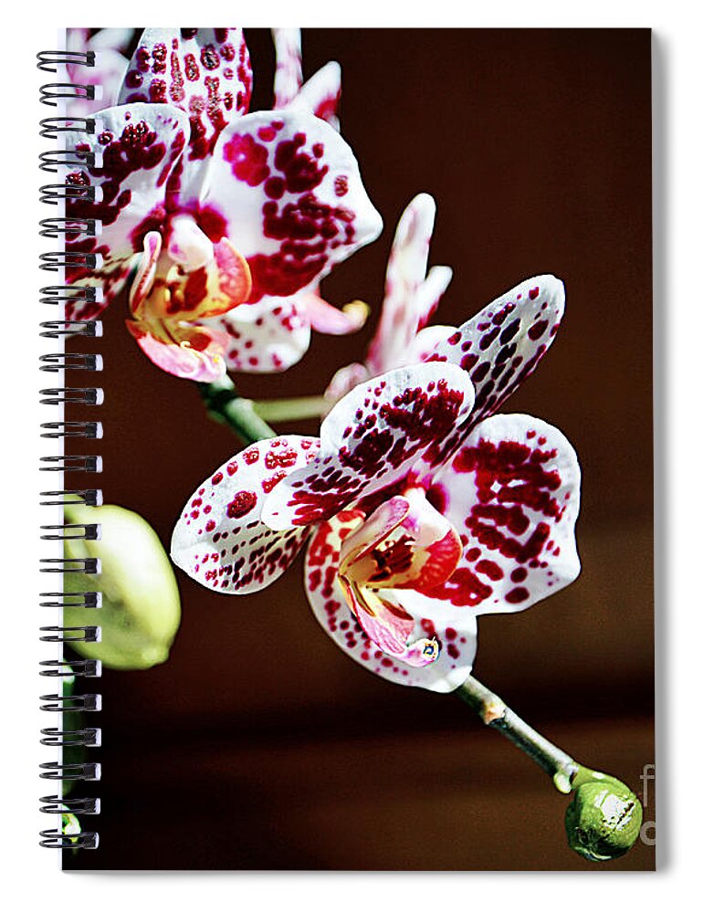 Orchid Spiral Notebook featuring the photograph Spotted Purple Orchid by Ramona Matei